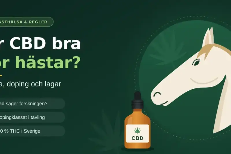Illustration av ett ljust hästhuvud bredvid en flaska CBD-olja med pipett och rubriken ”Är CBD bra för hästar?” samt punkterna om forskningen, dopingklassning i tävling och 0,0 % THC i Sverige.