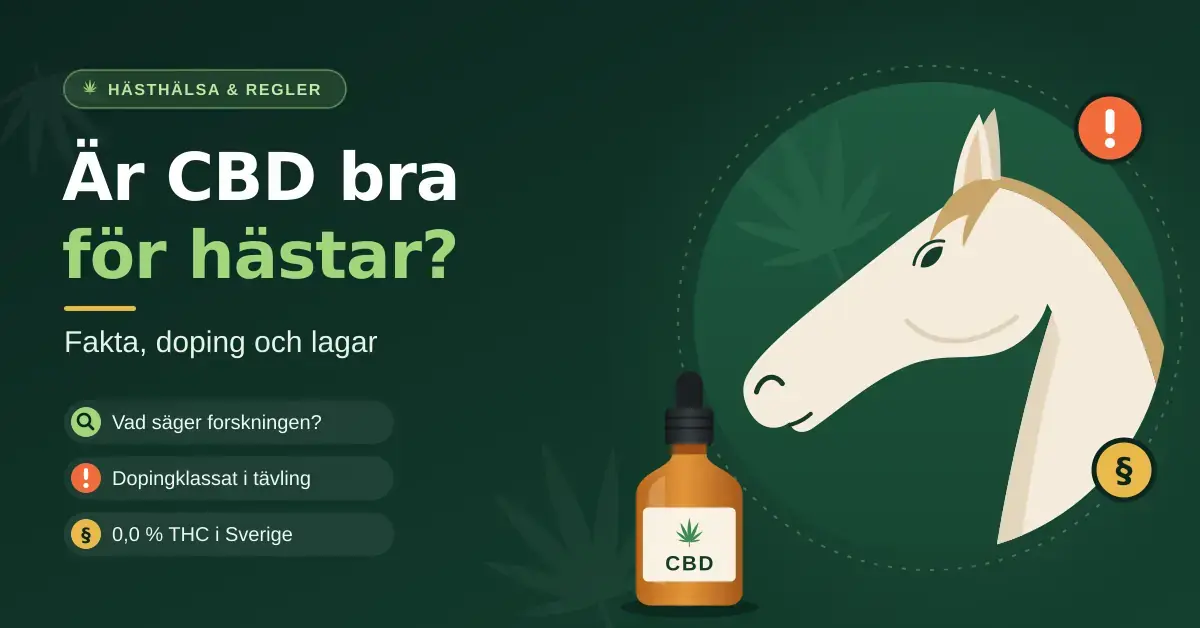 Illustration av ett ljust hästhuvud bredvid en flaska CBD-olja med pipett och rubriken ”Är CBD bra för hästar?” samt punkterna om forskningen, dopingklassning i tävling och 0,0 % THC i Sverige.
